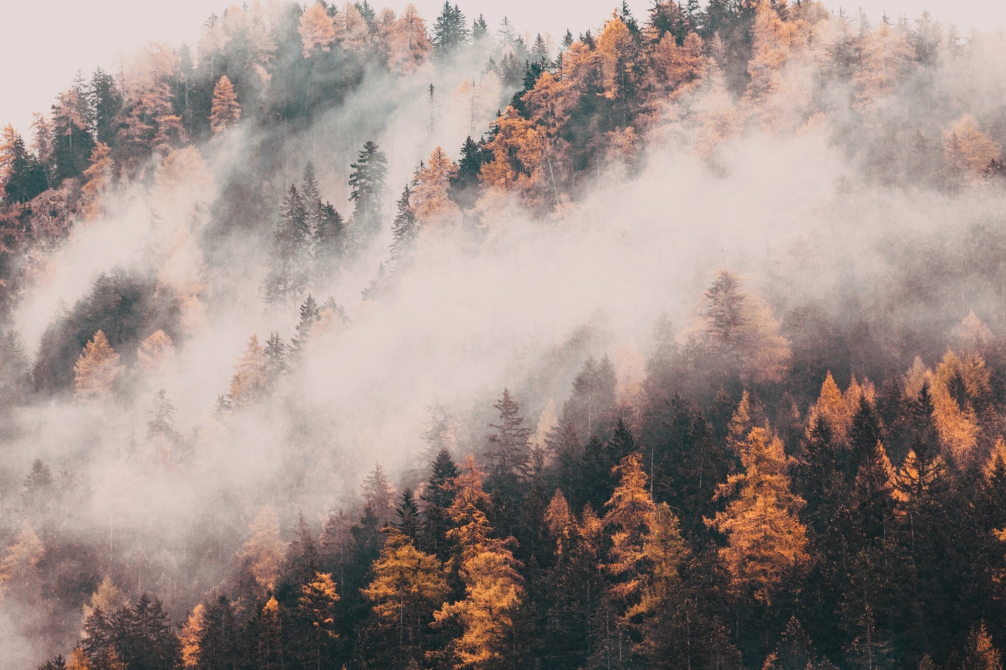 Autumn mountain wallpaper under the mist