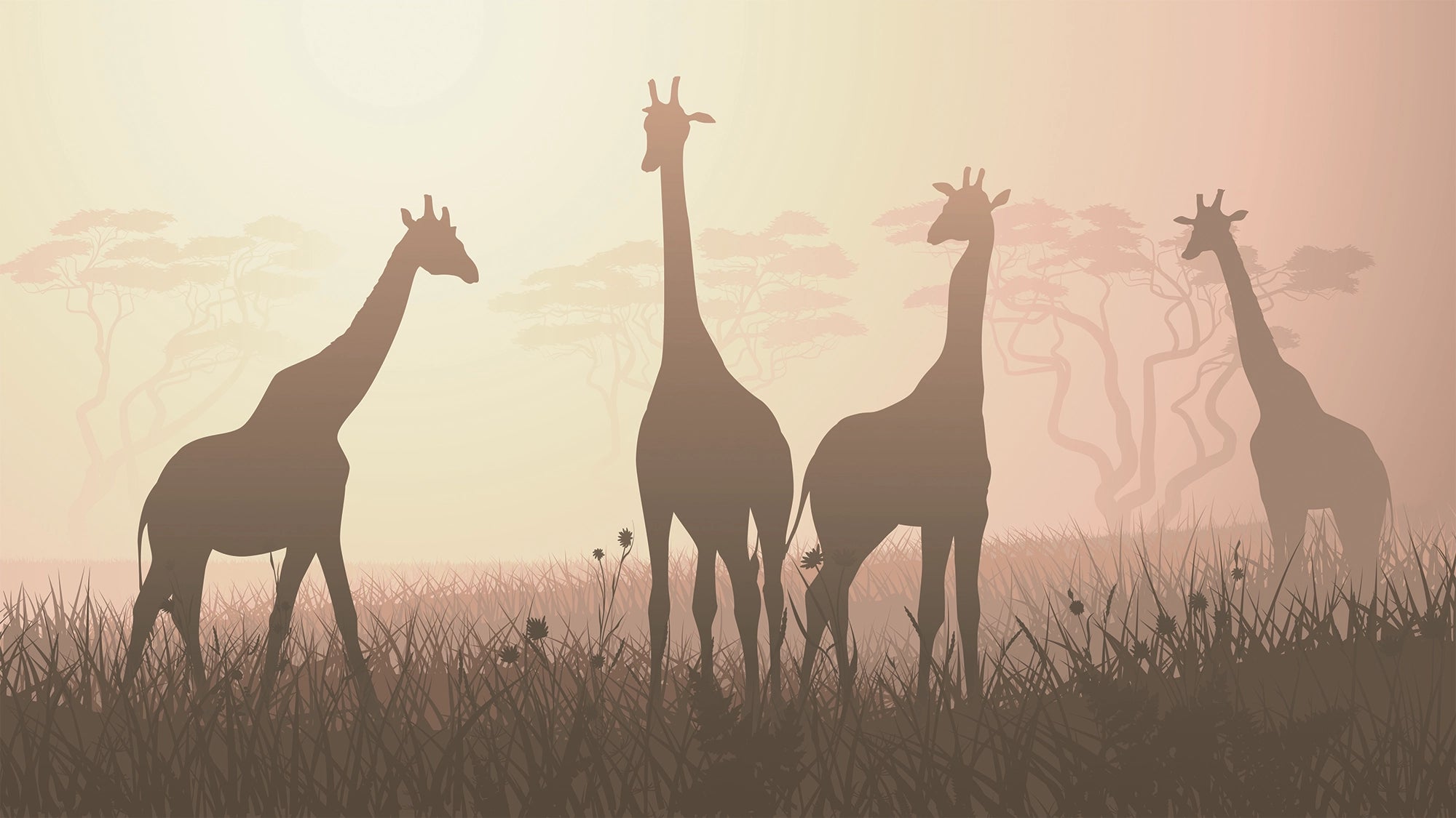 Giraffes shadow panoramic wallpaper