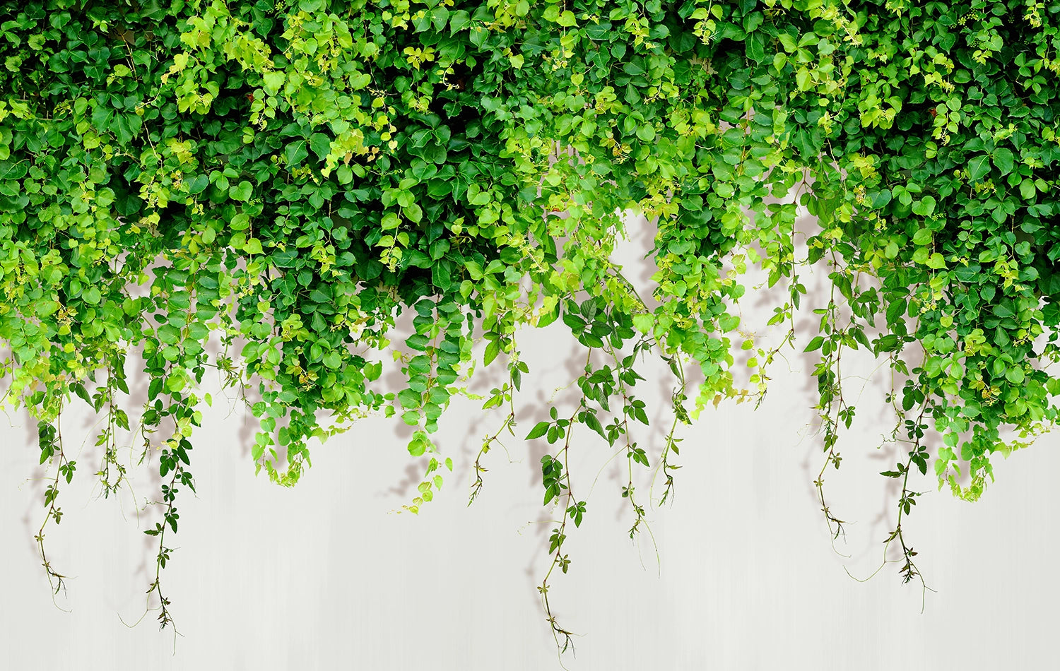 Vegetal Wall Wallpaper