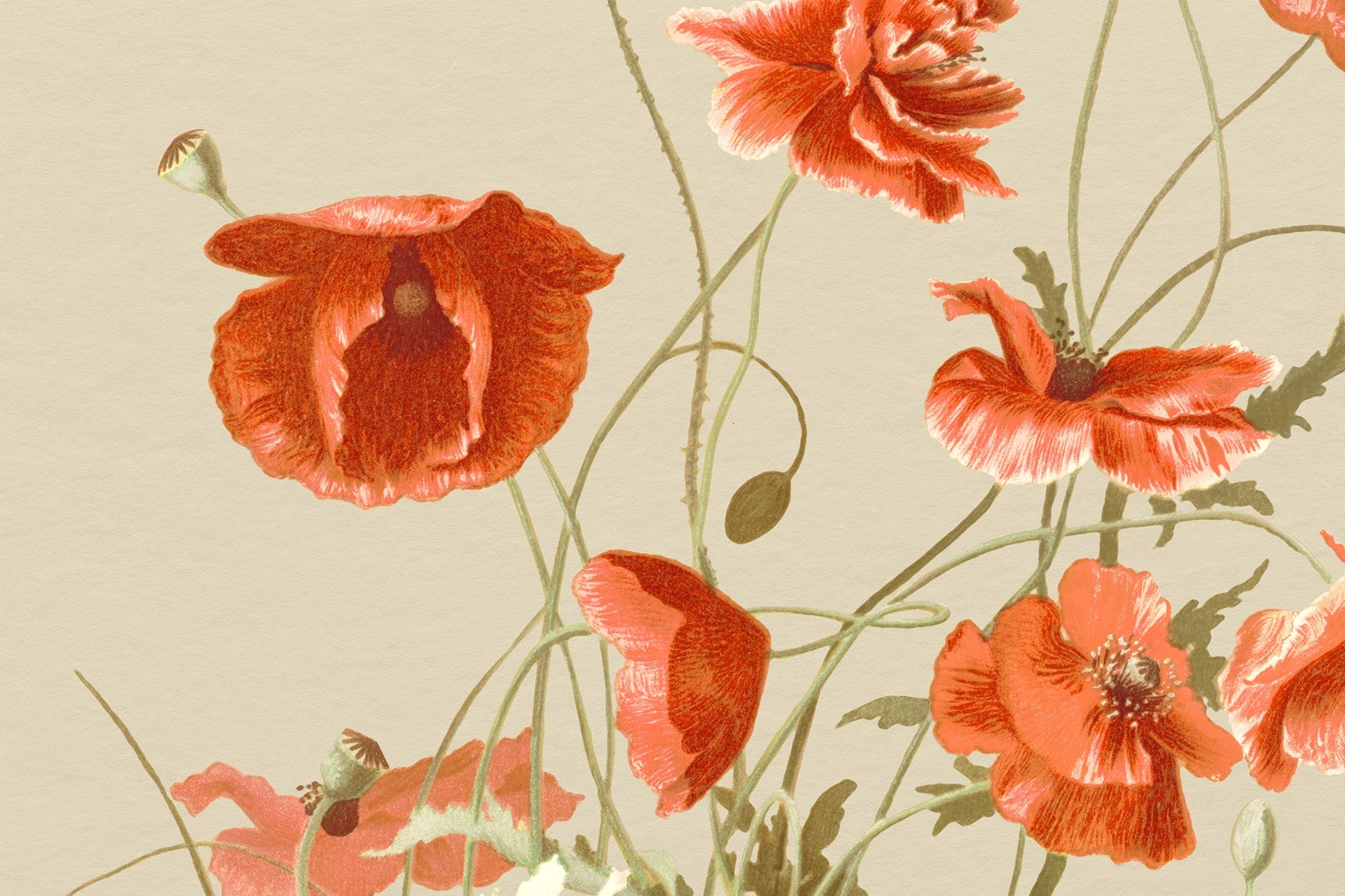 Papier Peint Coquelicot Vintage - Kam et Léon