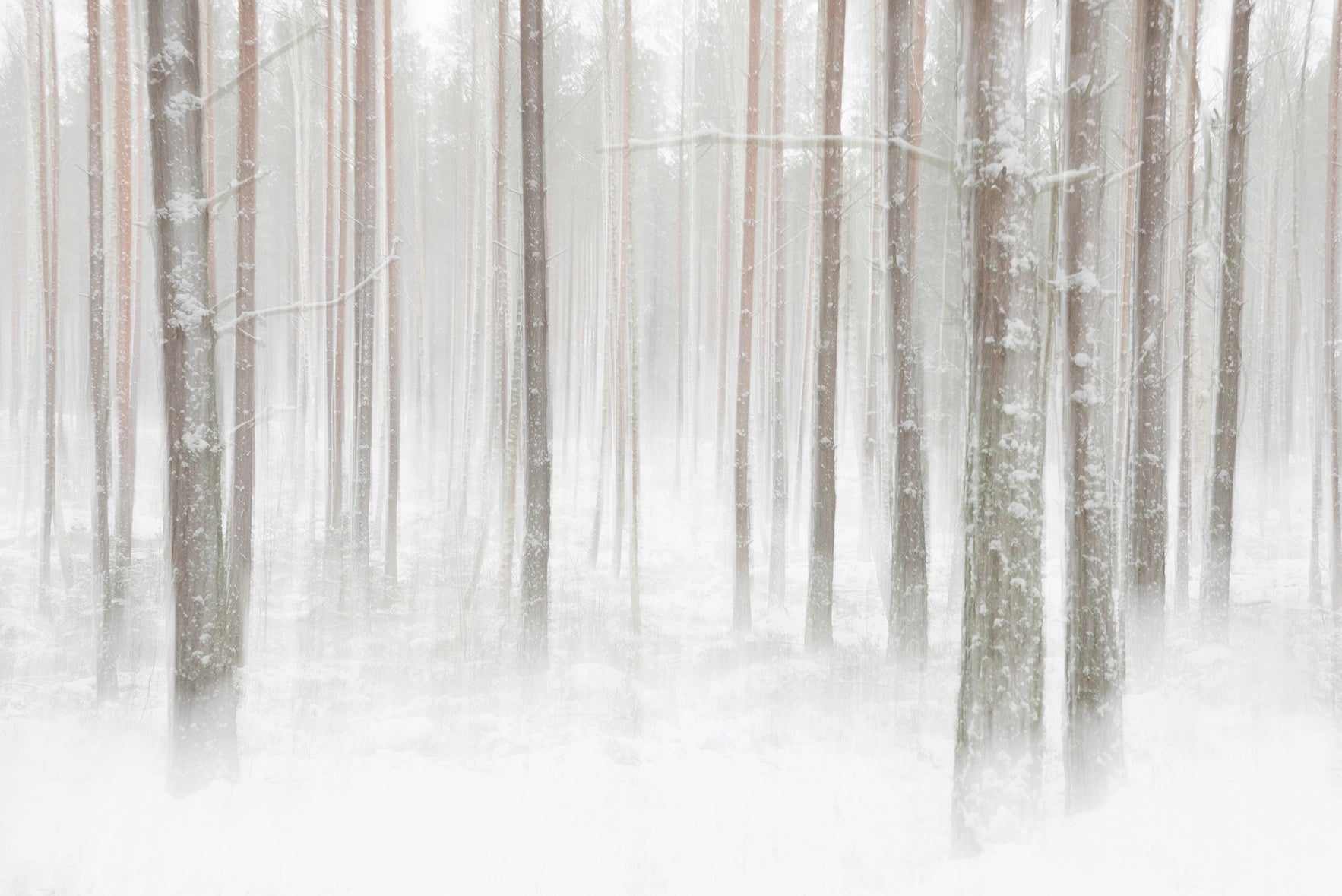 Papier Peint Forêt Hivernale - Kam et Léon