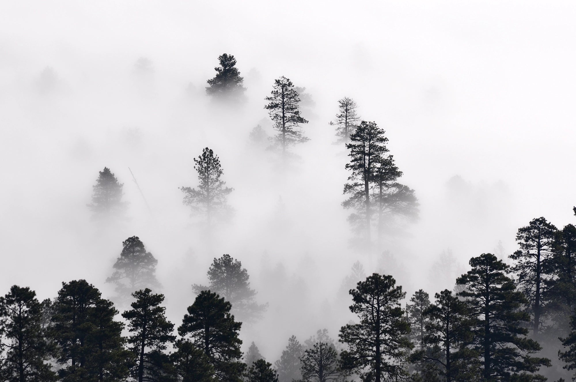 Panoramic wallpaper Coniferous forest in the mist